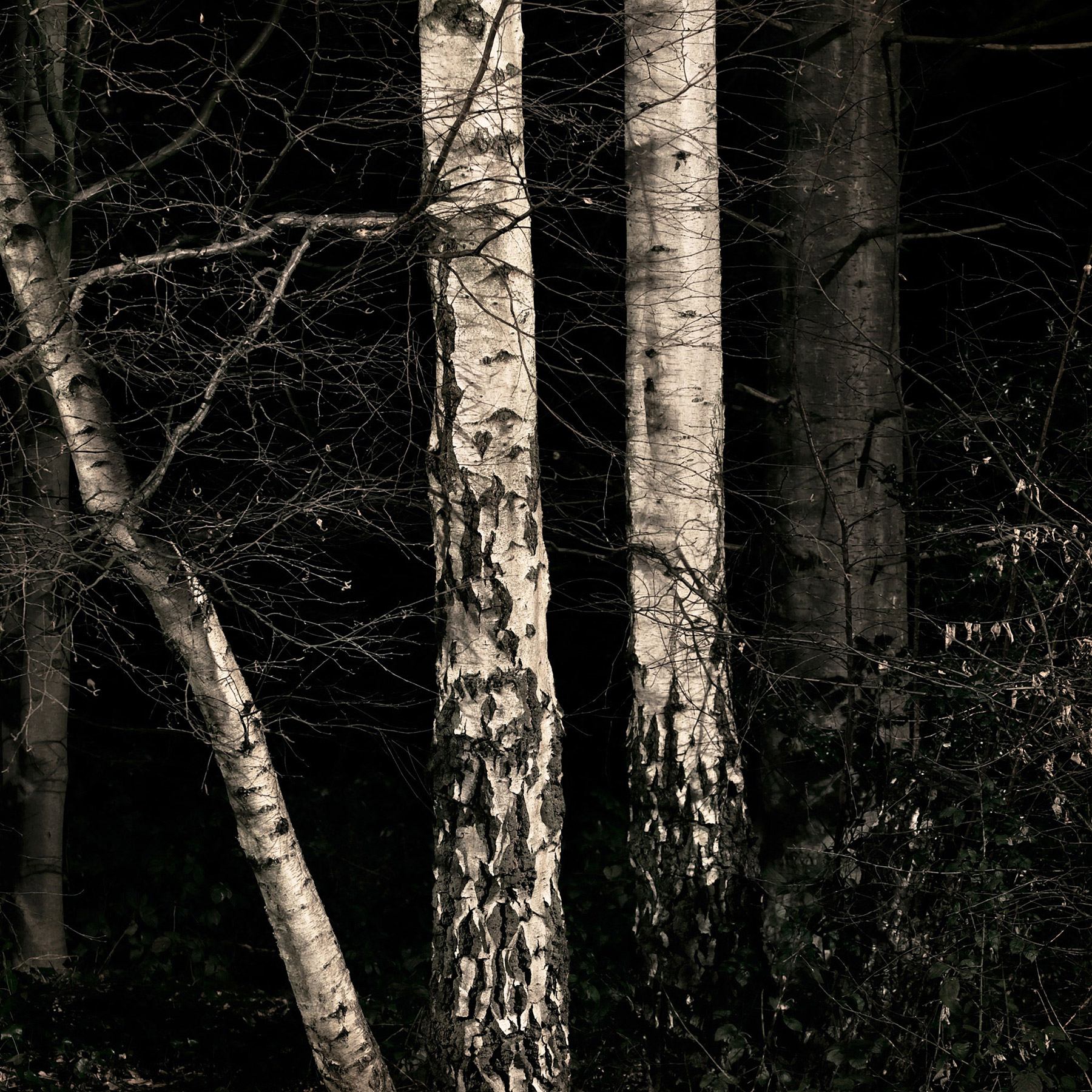 A woodland landscape photograph made in Highgate Wood, north London.