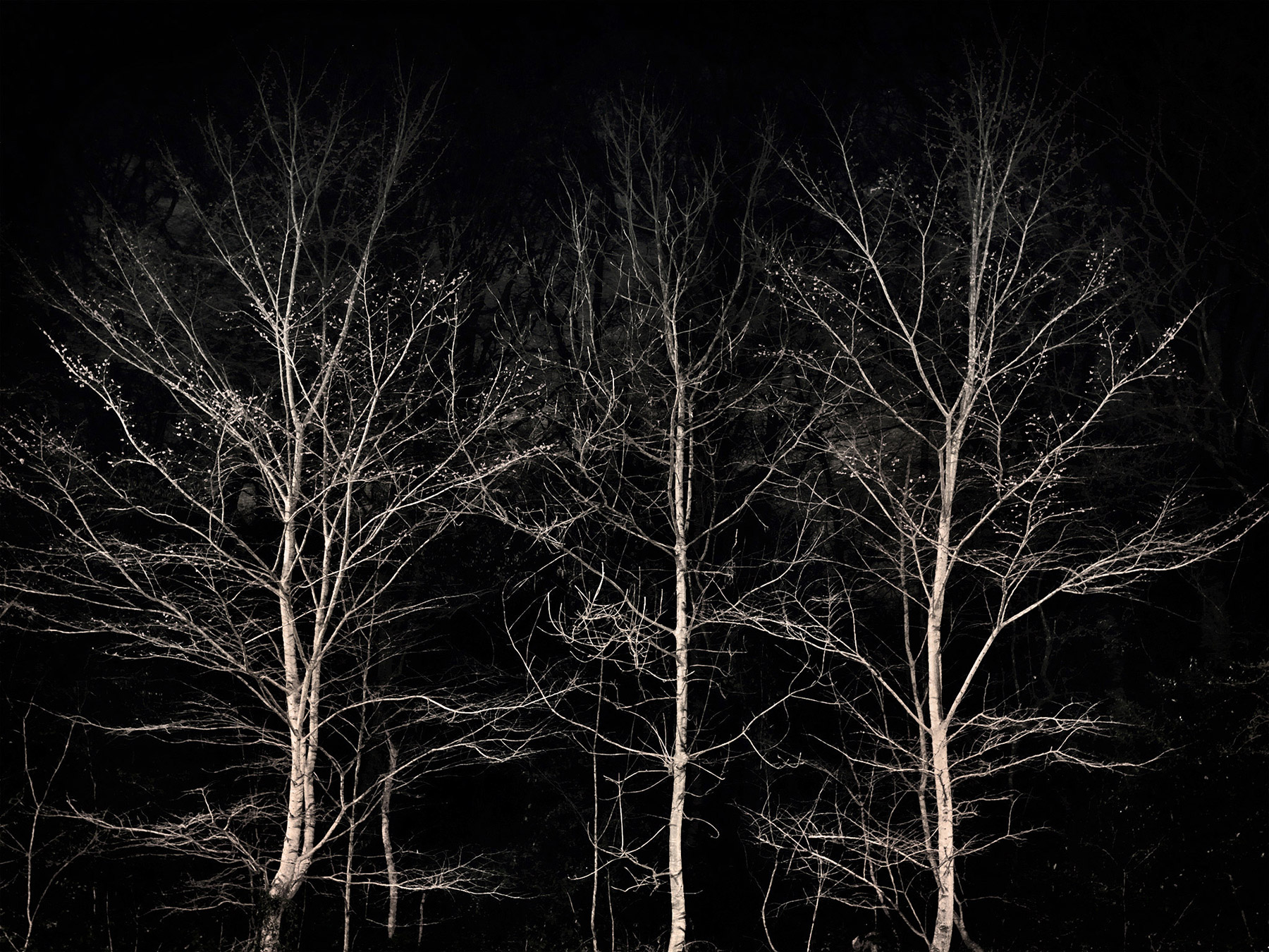A woodland landscape photograph made in Highgate Wood, north London.