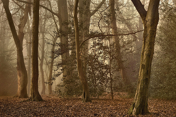 A woodland landscape photograph made in Highgate Wood, north London.
