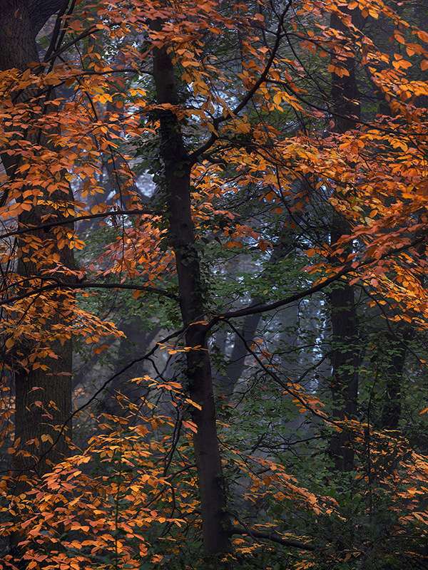 A woodland landscape photograph made in Highgate Wood, north London.
