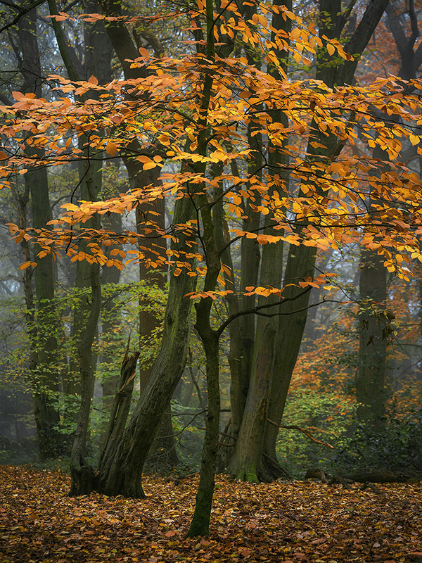 A woodland landscape photograph made in Highgate Wood, north London.