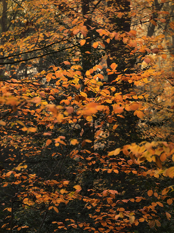 A woodland landscape photograph made in Highgate Wood, north London.
