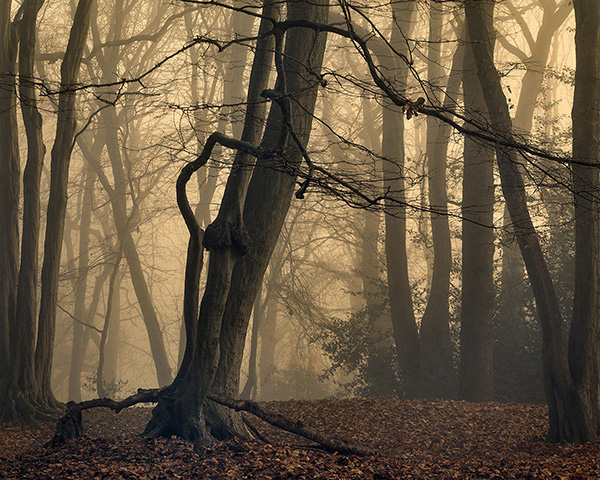 A woodland landscape photograph made in Highgate Wood, north London.