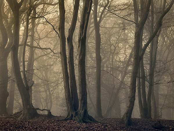 A woodland landscape photograph made in Highgate Wood, north London.