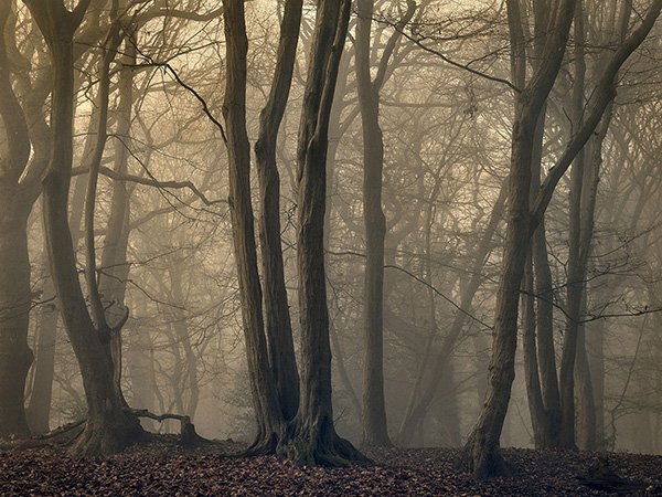 Highgate Wood