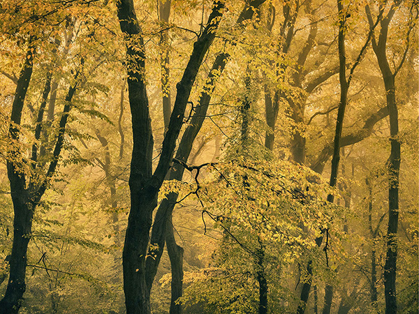 A woodland landscape photograph made in Highgate Wood, north London.