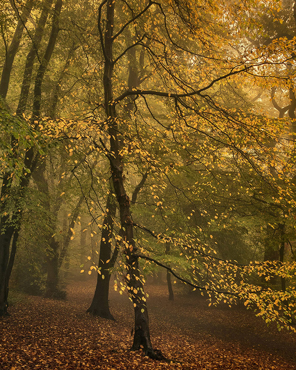 A woodland landscape photograph made in Highgate Wood, north London.