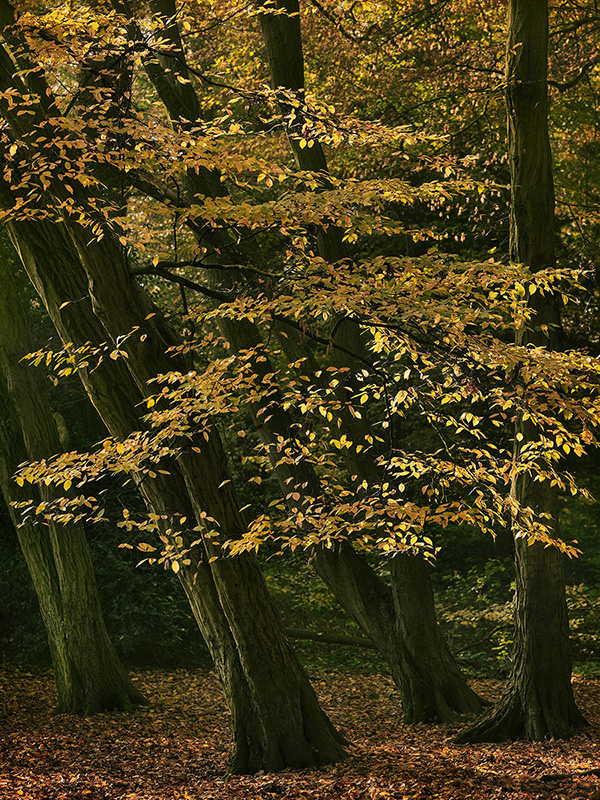 A woodland landscape photograph made in Highgate Wood, north London.