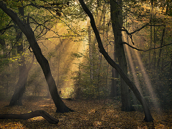 A woodland landscape photograph made in Highgate Wood, north London.