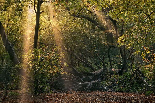 A woodland landscape photograph made in Highgate Wood, north London.