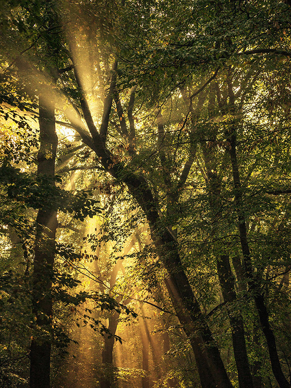 A woodland landscape photograph made in Highgate Wood, north London.