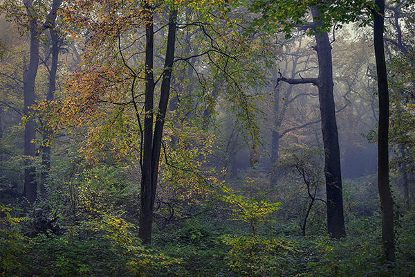 A woodland landscape photograph made in Highgate Wood, north London.