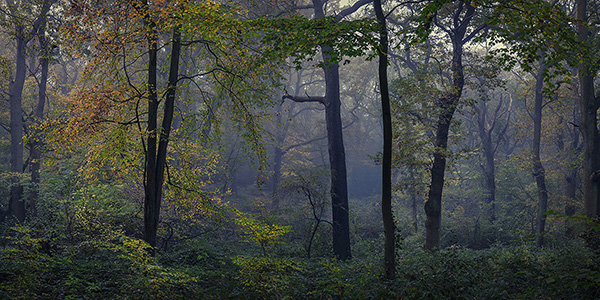 A woodland landscape photograph made in Highgate Wood, north London.