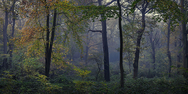 Highgate Wood