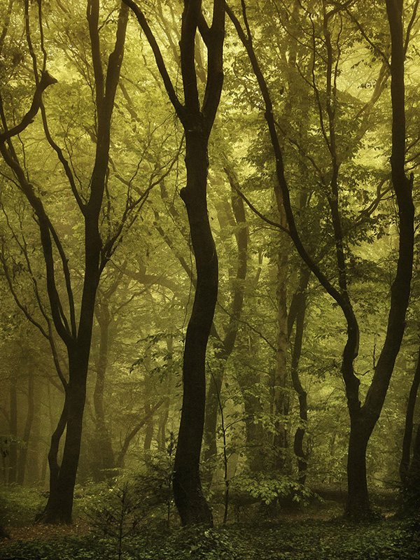A woodland landscape photograph made in Highgate Wood, north London.
