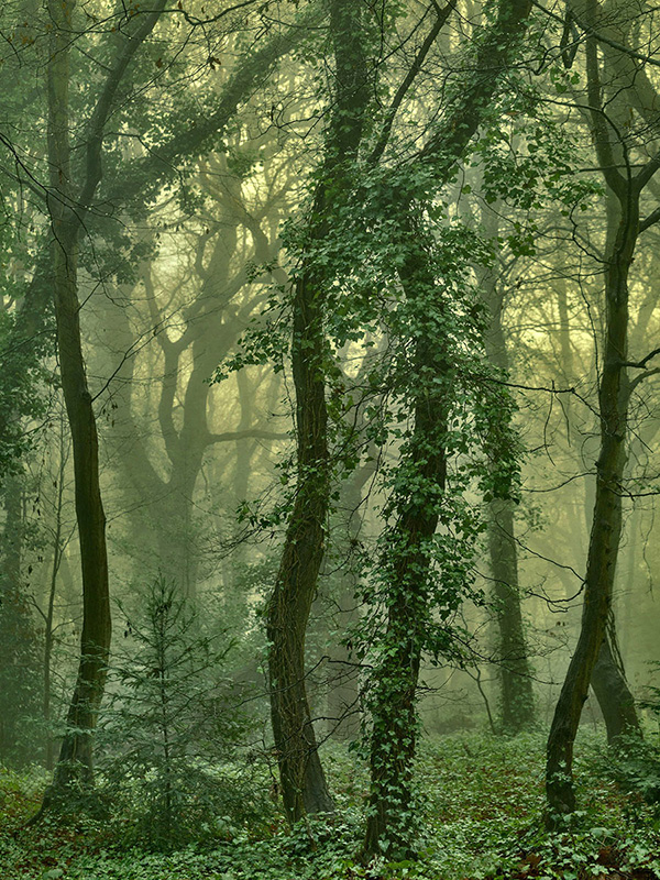 A woodland landscape photograph made in Highgate Wood, north London.