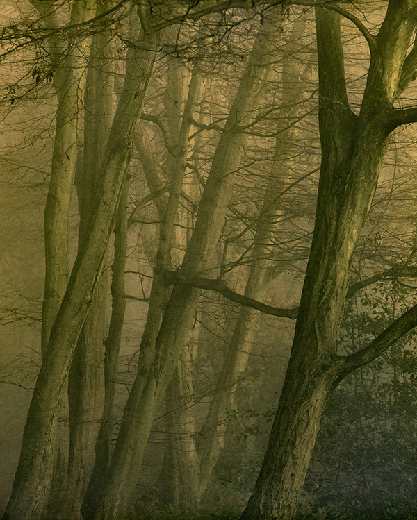 A woodland landscape photograph made in Highgate Wood, north London.