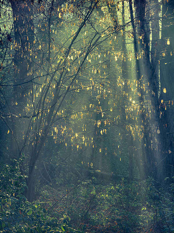 A woodland landscape photograph made in Highgate Wood, north London.