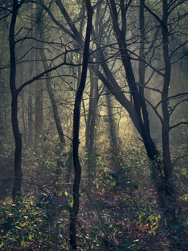 A woodland landscape photograph made in Highgate Wood, north London.