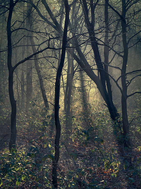 Highgate Wood