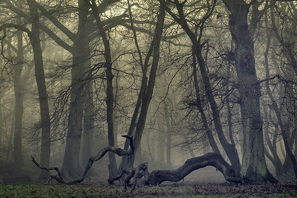 A woodland landscape photograph made in Highgate Wood, north London.