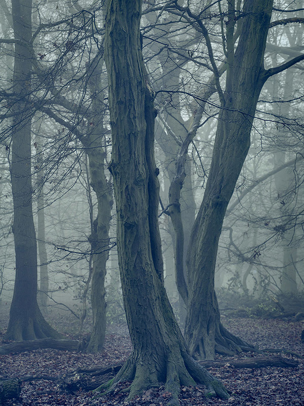 A woodland landscape photograph made in Highgate Wood, north London.