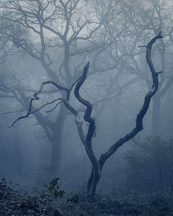 A woodland landscape photograph made in Highgate Wood, north London.