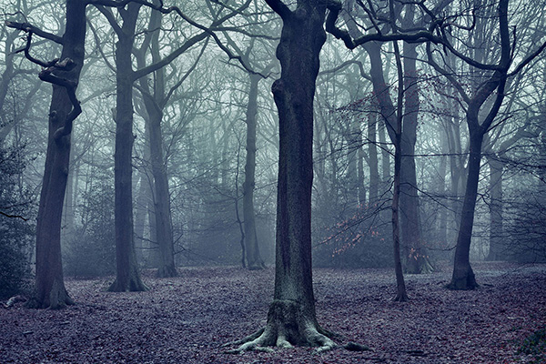 A woodland landscape photograph made in Highgate Wood, north London.