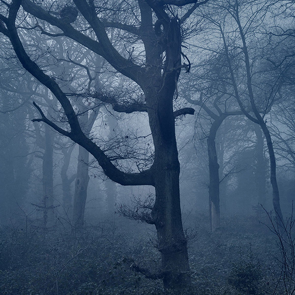 A woodland landscape photograph made in Highgate Wood, north London.