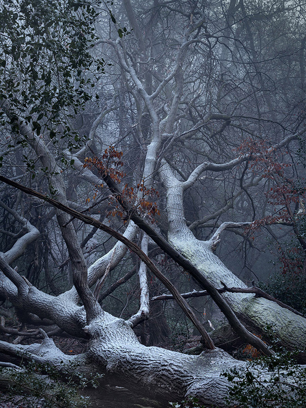 A woodland landscape photograph made in Highgate Wood, north London.