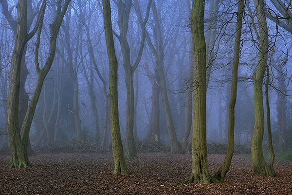 A woodland landscape photograph made in Highgate Wood, north London.