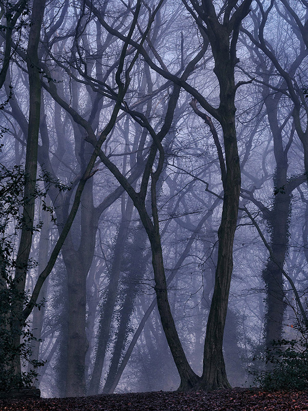 A woodland landscape photograph made in Highgate Wood, north London.