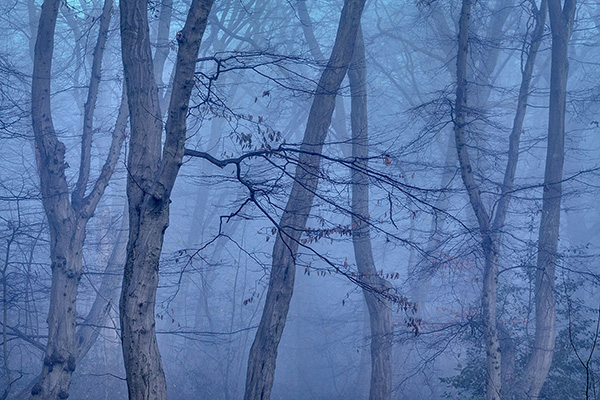 A woodland landscape photograph made in Highgate Wood, north London.