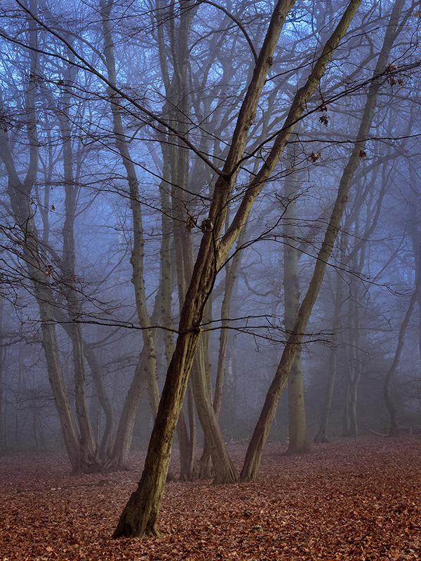 A woodland landscape photograph made in Highgate Wood, north London.