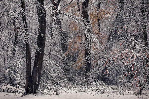 A woodland landscape photograph made in Highgate Wood, north London.