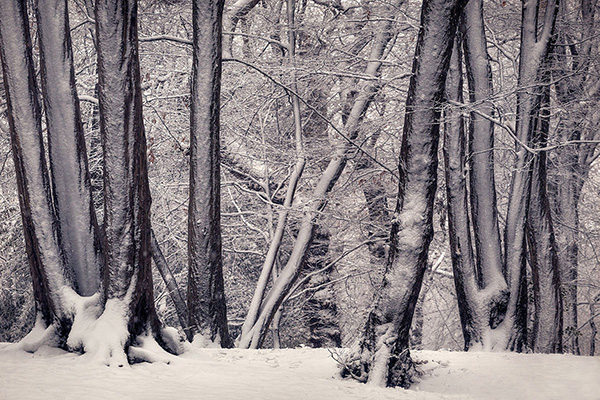 A woodland landscape photograph made in Highgate Wood, north London.