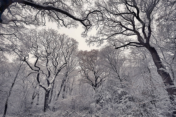 A woodland landscape photograph made in Highgate Wood, north London.