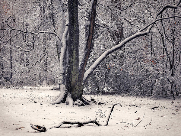 A woodland landscape photograph made in Highgate Wood, north London.