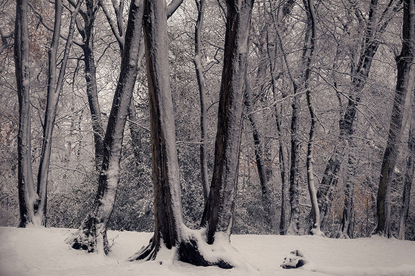A woodland landscape photograph made in Highgate Wood, north London.