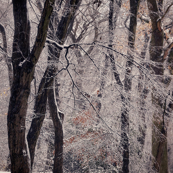 A woodland landscape photograph made in Highgate Wood, north London.