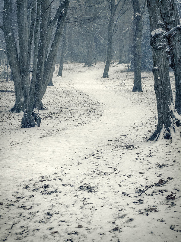 A woodland landscape photograph made in Highgate Wood, north London.