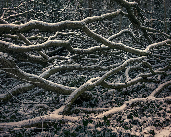 A woodland landscape photograph made in Highgate Wood, north London.