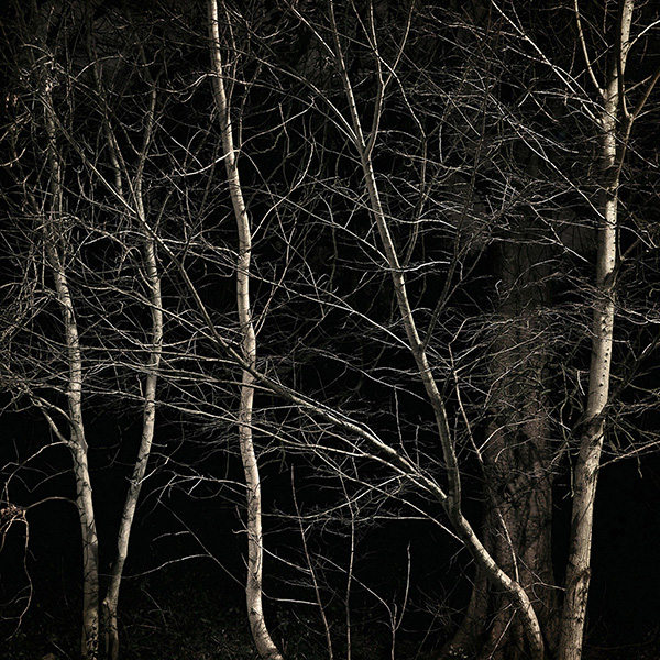 A woodland landscape photograph made in Highgate Wood, north London.