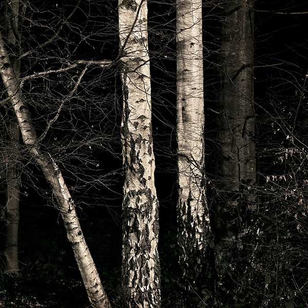 A woodland landscape photograph made in Highgate Wood, north London.