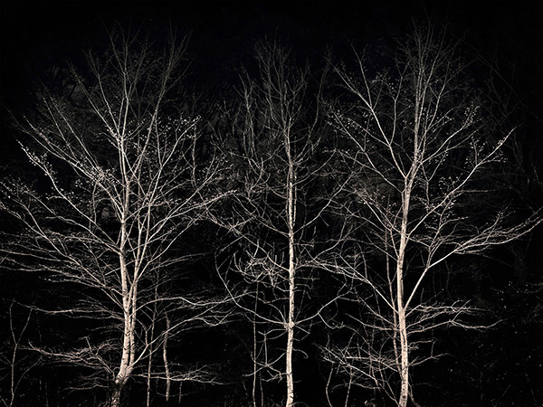 A woodland landscape photograph made in Highgate Wood, north London.