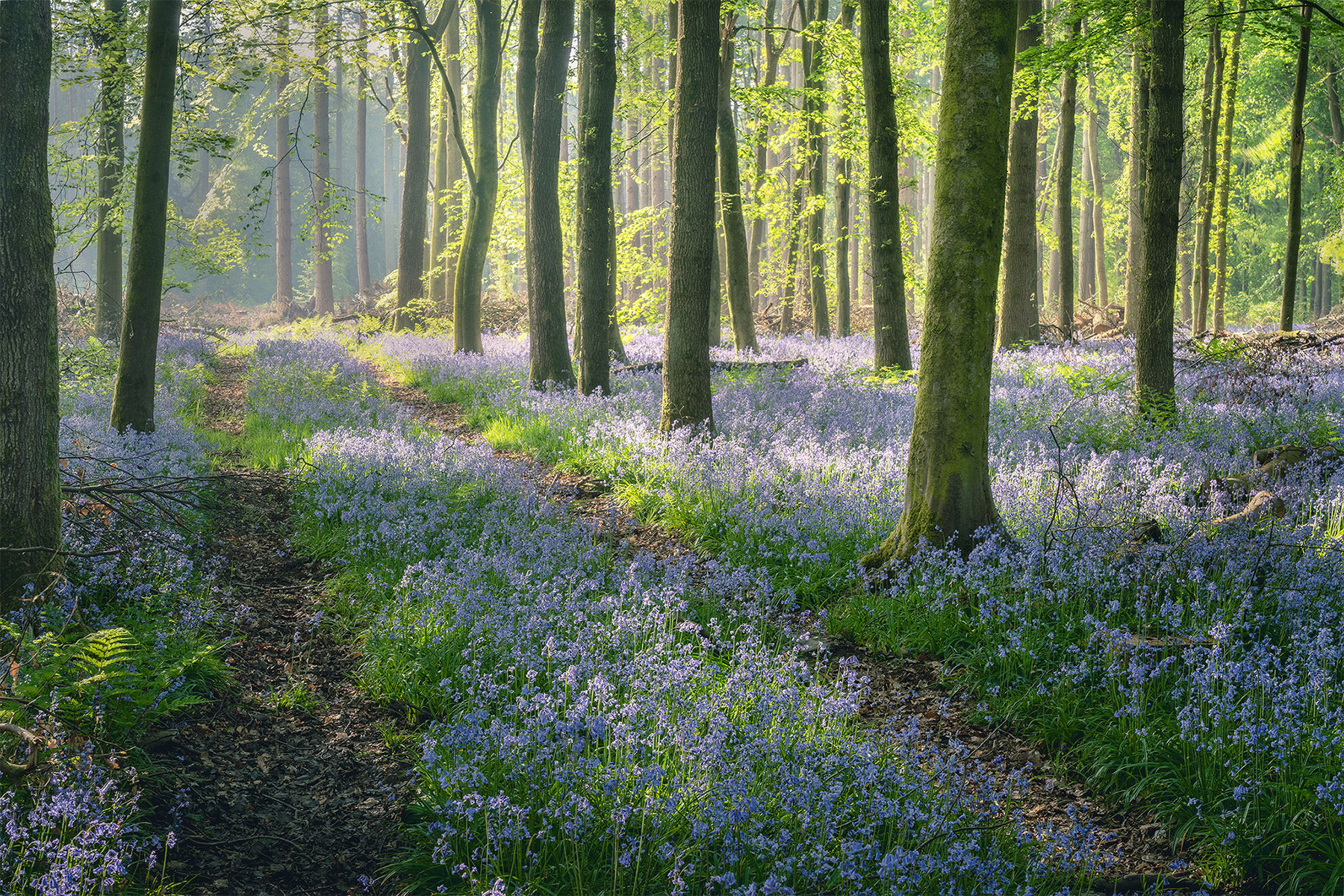 A recent landscape photograph made by Nigel Morton in the UK.