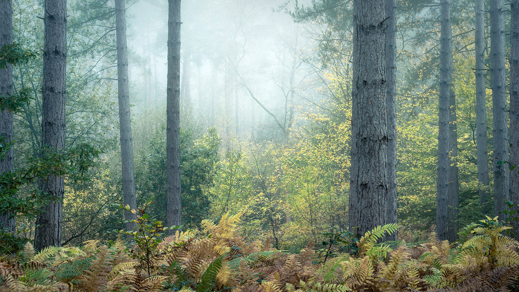 A recent landscape photograph made by Nigel Morton in the UK.