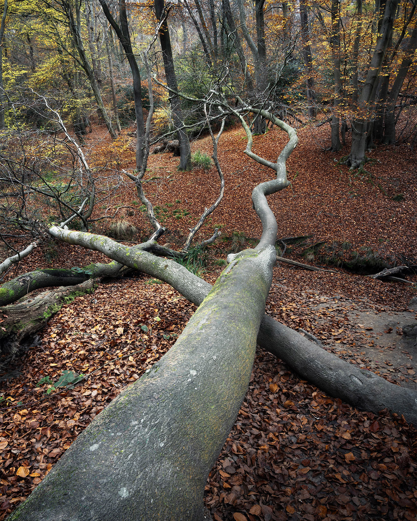 A recent landscape photograph made by Nigel Morton in the UK.