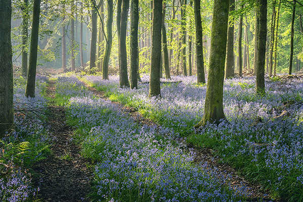 A recent landscape photograph made by Nigel Morton in the UK.