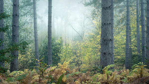 A recent landscape photograph made by Nigel Morton in the UK.